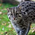 slides/IMG_0818.jpg fishing, cat, wildlife, feline, big cat, cat, predator, fur, eye, marking WBCW129 - Fishing Cat